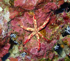 Linckia multifora