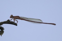Ceriagrion