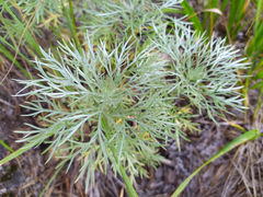 Artemisia sericea