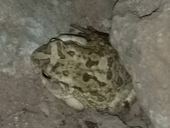 Sclerophrys regularis