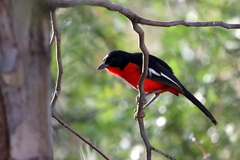 Laniarius atrococcineus