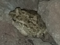 Sclerophrys regularis