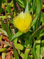 Carpobrotus