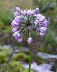 Allium rubens