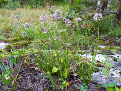Allium rubens