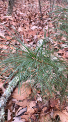 Pinus strobus