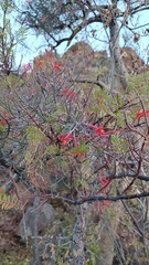 Psittacanthus sonorae