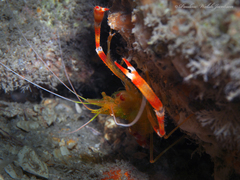 Stenopus scutellatus