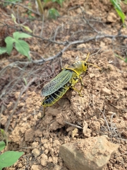 Taeniopoda tamaulipensis