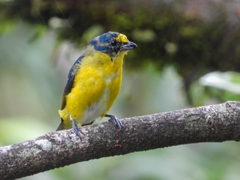Euphonia hirundinacea