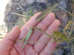 Desmodium rosei