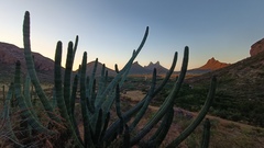 Stenocereus thurberi