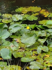 Nuphar variegata
