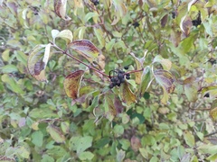 Cornus sanguinea