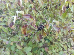 Cornus sanguinea