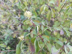 Cornus sanguinea