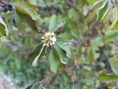 Cornus sanguinea