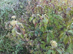 Cornus sanguinea