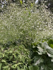 Crambe cordifolia