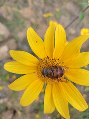 Copestylum macrocephalum