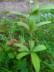 Lilium martagon pilosiusculum