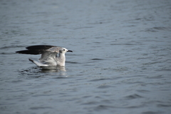 Leucophaeus atricilla
