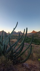 Stenocereus thurberi