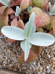Kalanchoe gastonis-bonnieri