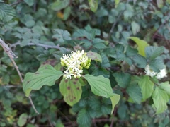 Cornus sanguinea