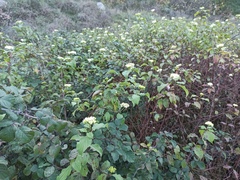 Cornus sanguinea
