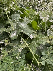 Crambe cordifolia