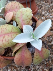 Kalanchoe gastonis-bonnieri