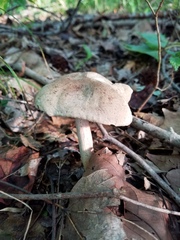 Caloboletus inedulis