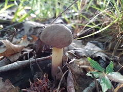 Caloboletus inedulis