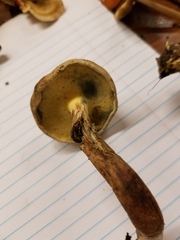 Caloboletus inedulis