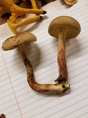 Caloboletus inedulis