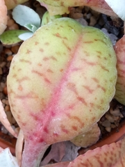 Kalanchoe gastonis-bonnieri