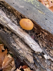 Galerina