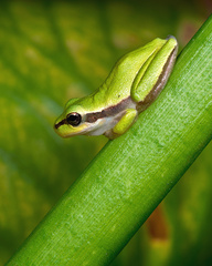 Hyla meridionalis