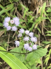 Ageratum