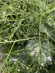 Crambe cordifolia