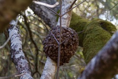 Agrobacterium radiobacter