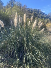Cortaderia selloana