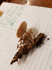 Collybiopsis dichroa