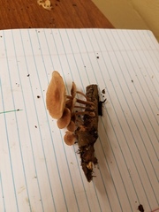 Collybiopsis dichroa