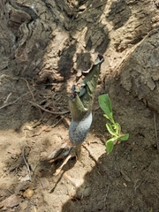 Amorphophallus