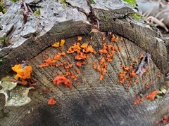 Tulasnella aurantiaca