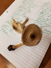 Agaricus leptocaulis