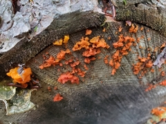 Tulasnella aurantiaca