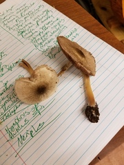 Agaricus leptocaulis